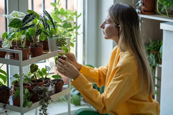 stock image Caring woman plant lovers grows rare houseplants at home. Decor shelf wide variety potted plants. Interested female holds Pilea sprout in small pot. Hobby concept