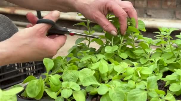 Ogrodnik Szklarni Przemysłowej Tnie Petunię Sadzenia Nożyczkami Gospodarka Rolna Rosnące — Wideo stockowe