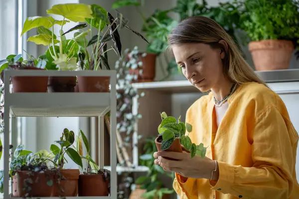 Kvinde Hjemmet Drivhus Fyldt Med Forskellige Typer Indendørs Planter Plant - Stock-foto
