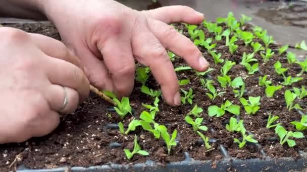 Tuinman Kas Transplanteren Petunia Zaailingen Voor Het Wroeten Bodem Close — Stockvideo