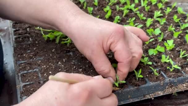 Bahçe Işçisi Serada Petunya Tohumu Naklediyor Lkbahar Zamanı Ahşap Sopayla — Stok video