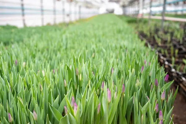 Plantation Tulips Cultivation Industry Greenhouse Sprouts Spring Bulb Flowers Eve — Stock Photo, Image