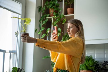 Kadın, ev bahçesinde yetişen süslü bir filodendron bitkisi gösteriyor. Kadın blogcu elinde saksı bitkisi tutuyor, sosyal ağlardaki resimler için akıllı telefon kamerasıyla çekim yapıyor. Hobi. 