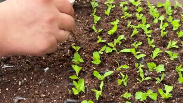 Tuinman Kas Transplanteren Petunia Zaailingen Voor Het Wroeten Bodem Close — Stockvideo