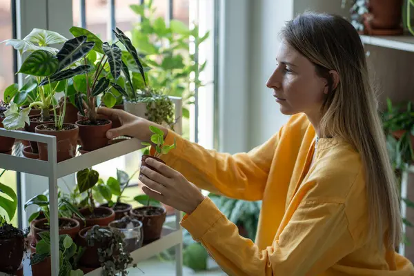Geconcentreerde Gefocuste Vrouw Doet Huishoudelijk Werk Zorgt Voor Kamerplanten Tuin — Stockfoto