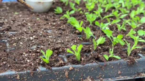 Trabajador Jardinero Trasplantes Invernadero Petunia Plántulas Para Enraizamiento Primer Plano — Vídeos de Stock