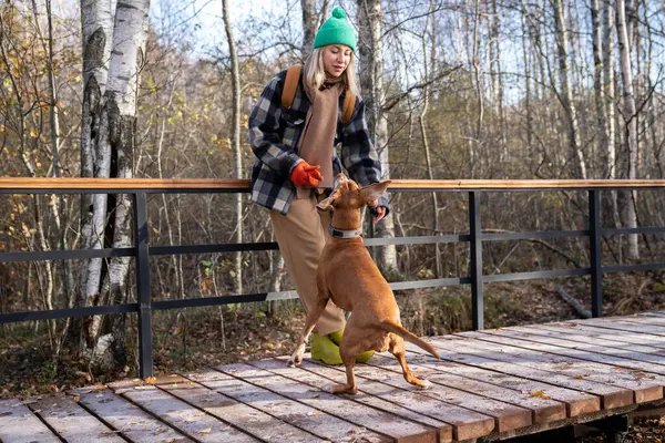 愛するペットの飼い主は 巧妙な血統を持って遊ぶ コマンドを与える 木製の自然のトレイルでジャンプする楽しい長赤い子犬 野生の自然の中でペットと過ごす時間 — ストック写真