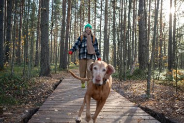 Gülen orta yaşlı kadın evcil hayvan sahibi ahşap kaldırımda koşuyor, oyun oynarken, köpek eğitiminde, çam ormanında dinlenirken sevgili safkan köpek Magyar Vizsla 'yı yakalamaya çalışıyor. Evcil hayvanla vakit geçirmek