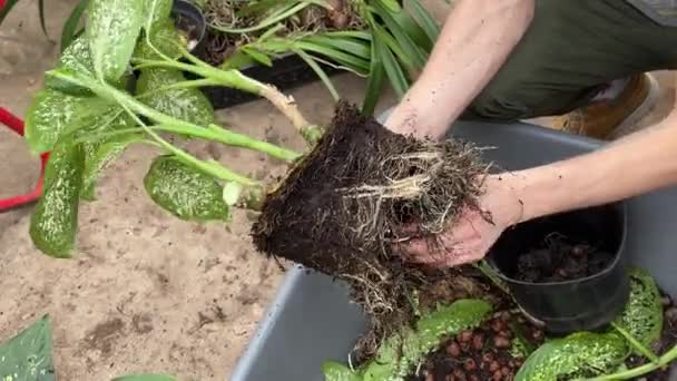 Man Werknemer Herbeplanting Diffenbachia Planten Nieuwe Pot Industriële Kas Handen — Stockvideo