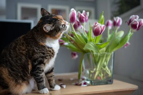 Domestic cat playing with tulip flowers in vase at home sniffing tasting plant. Multicolored curious pet cat sitting on table. Keeping and caring for pets, animals. Funny cat is interested in plants.