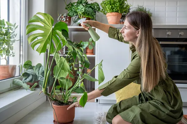 Ev mutfağındaki yemyeşil Monstera bitkileriyle ilgilenen özenli kadın yaprakları nemlendiriyor. Kapalı alanda yeşillik. Bitki sever, hobisi olan. Şehir Ormanı. 