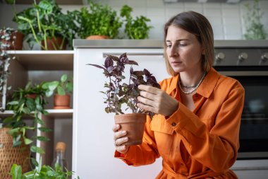 Ev mutfağında fesleğen yetiştiren bir kadın kuru yaprakları temizliyor. İsveçli bahçıvan bayan amatör ev bitkileriyle ilgileniyor. Ev ekimi, bahçıvanlık, hobi, botanik aşığı konsepti