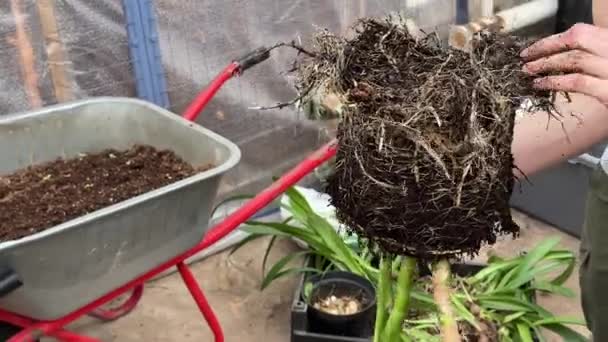 Man Worker Replanting Diffenbachia Plants New Pot Cleaning Roots Old — Stock Video