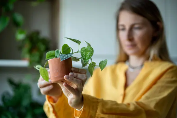 Woman Looking New Plants Scindapsus Buying Holding Hands Home Interested — Stock Photo, Image