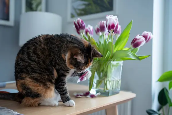 Domestic funny cat playing with tulip flowers holding petals in paw sitting on table. Multicolored curious pet cat sniffs plant. Keeping and caring for pets animals. Funny cat is interested in plants.