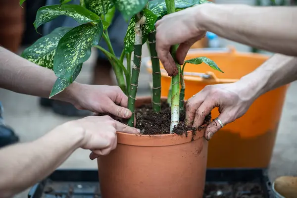 Couple replanting Diffenbachia plants sprouts into new pot using soil mixture, hands close-up. House planting, transplanting gardening at home, hobby leisure enjoy growing care, plants lovers concept.