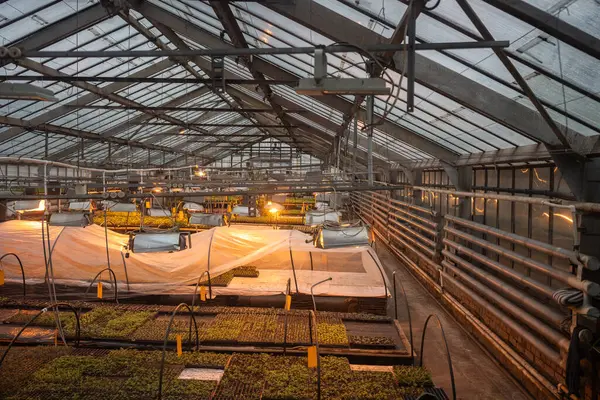 工業用ガラスハウスの植物の苗のパノラマビュー 温室で植物ランプの下で野菜や食用ハーブを栽培する ホットハウスの閉鎖地での有機エコ栽培販売 — ストック写真