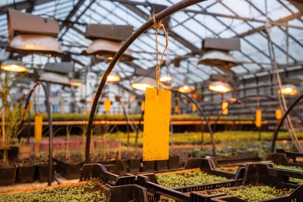 Gnats卡在一个黄色的粘性陷阱特写 工业温室中对山毛虫害虫的无毒萤火虫 温室中的生态植物害虫防治 — 图库照片