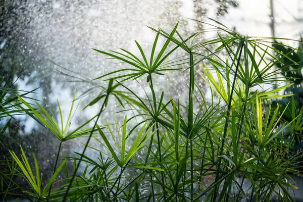 Canlı Yeşil Papirüs Bitkileri Arka Planda Püskürtüsü Sisi Var Güneş — Stok fotoğraf