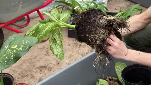 Hombre Trabajador Replantación Plantas Diffenbachia Maceta Nueva Limpieza Raíces Suelo — Vídeos de Stock