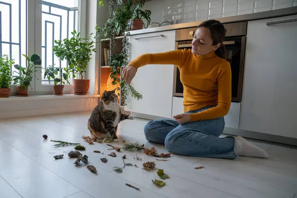 Woman Playing Multicolored Pet Cat Using Pine Branch Home Pet — Stock Photo, Image
