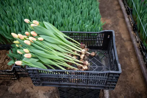 Mudas Flores Tulipa Caixa Estufa Retiradas Solo Prontas Para Corte — Fotografia de Stock