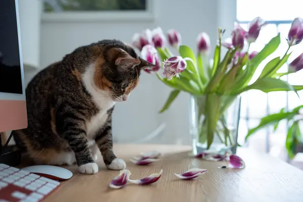 Domestic Cat Playing Tulip Flowers Vase Home Sniffing Tasting Plant — Stock Photo, Image