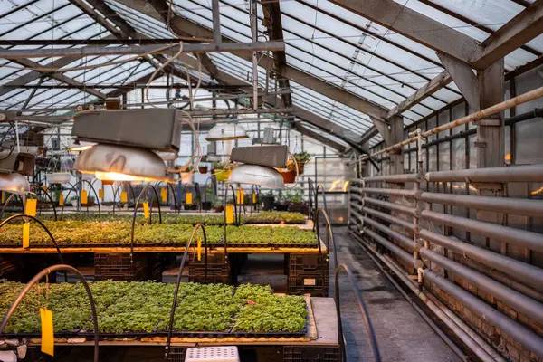 工业温室中植物幼苗的景观 在温室植物灯下种植蔬菜和可食用的香草 温室密闭场地内花卉有机生态栽培销售 — 图库照片