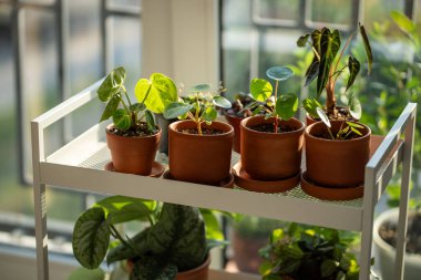 Evdeki terasotta saksılarında filizlenir. Ev bitkileri - Pilea peperomioides, Alocasia Bambino, Metal raflarda Anthurium Silver Blush. Kapalı alanda bahçe işleri kavramı