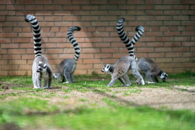 Family of ringtailed lemur, Lemur catta walking on ground with their tails up in Dendrological Park in Shekvetili, Adjara Georgia clipart