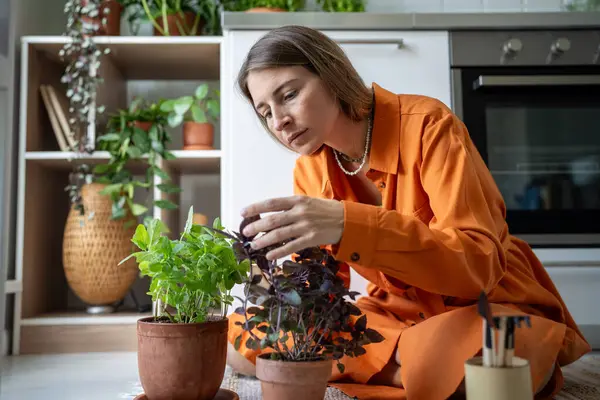 Stock image Focused woman gardener taking care of plants, sitting on floor at home. Interested female finds pleasure and comfort in growing herbs basil in pots, planting and tend seedlings. Plants lover hobby.