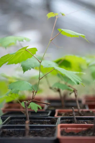 植物の保育園または温室の黒いプラスチック ポットの緑の葉のブドウの種子 選択的な柔らかい焦点 — ストック写真