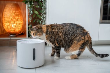 Otomatik su makinesinden kedi içmesi. Hayvan yerine modern akıllı içici. İçme çeşmesi değiştirilebilir filtre, su miktarı göstergesi, evde filtre değiştirme. Üriyolitazın önlenmesi.