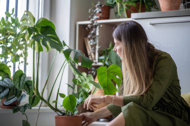 Bitkileri seven kadın, Monstera 'nın bitkileriyle ilgileniyor. İlgili dişilerin kapalı alanda bitki yetiştirme hobisi vardır. Yeşil bitkiler evde yerde oturan yapraklara dokunur.. 