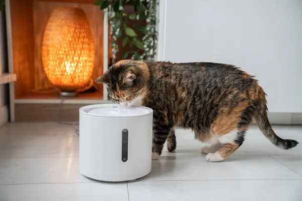 stock image Cat drinking from automatic water dispenser. Modern smart drinker for pet. Drinking fountain with replaceable filter, water quantity indicator, filter replacement at home. Prevention of urolithiasis.