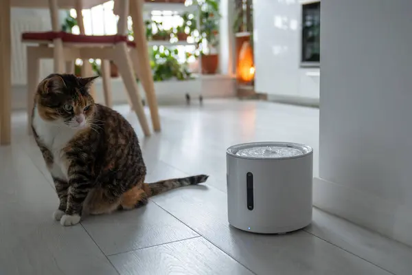 stock image Curious cat looks at smart drinking fountain that owner bought him to prevent urinary tract disease. Modern smart drinker for pets with replaceable filter, water quantity indicator. 