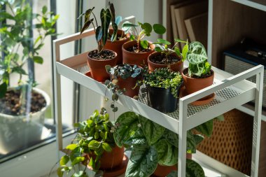 Sprouts plants in terracotta pots on cart at home. Houseplants - Pilea peperomioides, Alocasia, Anthurium, Scindapsus, Ceropegia woodii, Peperomia prostrata on metal shelfs. Indoor gardening clipart