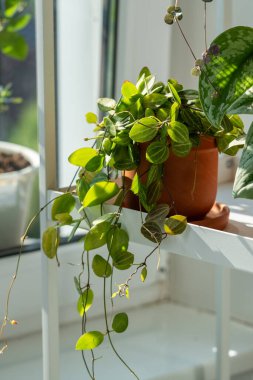 Plant Dischidia ovata in terracotta pot at home closeup. Sunlight.  clipart