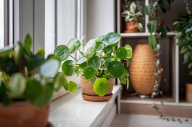 Terracotta tenceresinde Pilea peperomioides, çalı yemyeşil ve evdeki pencere eşiğinde Çin para bitkisi var. Evin içinde dekoratif ev bitkisi var. Kapalı bahçe konsepti