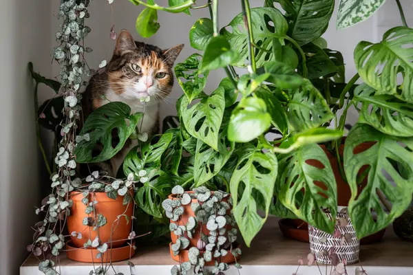 Cute Ciekawy Kot Wącha Smakuje Ceropegia Woodii Houseplant Siedzi Wśród Obrazy Stockowe bez tantiem