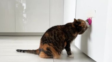 İlgilenen kedi buzdolabına bantlanmış kedi nanesi topuyla oynamayı sever. Tüylü hayvanlar en sevdiği eğlencedir. Ağızlığını ovuşturan çok renkli bir kedi. Aşk evi hayvanları. Evcil hayvanlar için en iyisi.