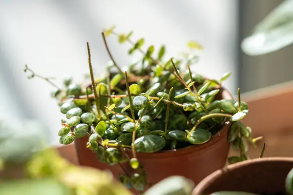 Stock image Closeup of Peperomia Prostrata string of turtles houseplant in terracotta flower pot at home. Trendy unpretentious plant concept. Selective soft focus, shallow depth of field