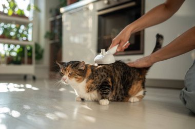 Pet owner using electric spray massage comb for disgruntled cat during seasonal shedding, stroking. Steam brush to remove tangles and flyaway hairs, effectively avoid static electricity. Vapour comb. clipart