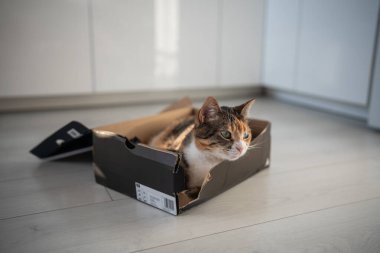 Tatmin olmuş yorgun kedi, aktif oyundan sonra rahat bir yerde uyumaya hazırlanmak için ayakkabı kutusuna tırmandı. Memnuniyetle tüylü kedicik evde sükunetin tadını çıkarıyor yerdeki karton kutuda yatıyor..