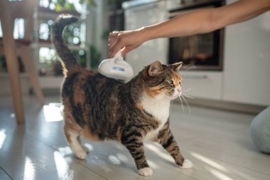 Pet owner using electric spray massage comb for cat during seasonal shedding, steam brush to remove tangles and flyaway hairs, effectively avoid static electricity. Vapour comb  clipart