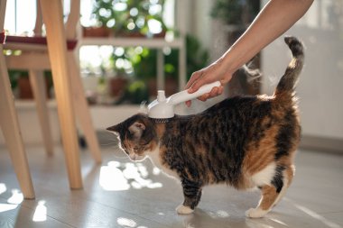 Pet owner using electric spray massage comb for cat during seasonal shedding. Steam brush to remove tangles and flyaway hairs, effectively avoid static electricity, soft focus. Vapour comb. clipart