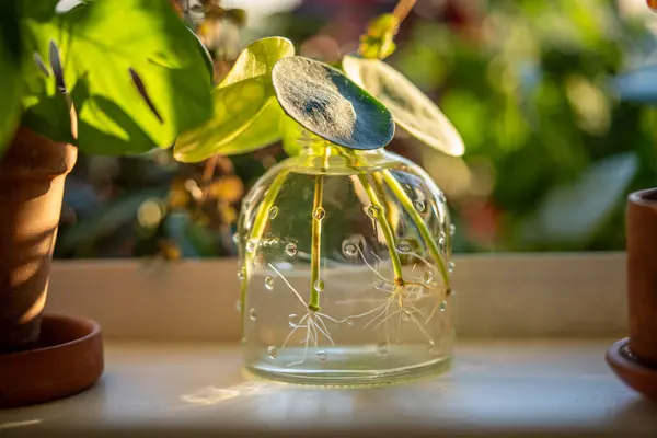 stock image Water propagating of sprout Pilea peperomioides cuttings with roots in glass jar at home over sunset light on background. Plant propagation by single leaf. Indoor gardening