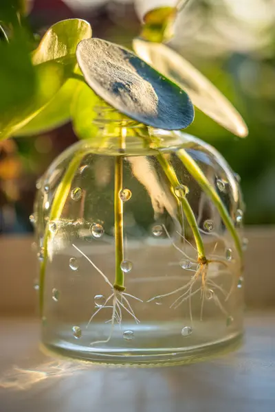 Stock image Water propagating of sprout Pilea peperomioides cuttings with roots in glass jar at home over sunset light on background. Plant propagation by single leaf. Indoor gardening