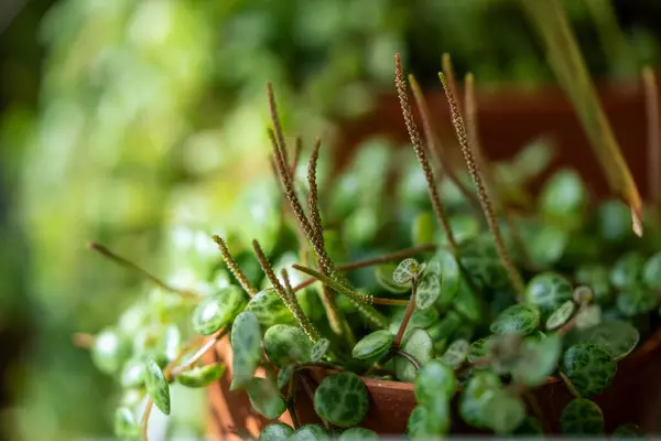 Stock image Closeup of Peperomia Prostrata string of turtles houseplant in ceramic flower pot at home. Trendy unpretentious plant concept. Selective soft focus, shallow depth of field