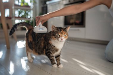 Pet owner using electric spray massage comb for cat during seasonal shedding, steam brush to remove tangles and flyaway hairs, effectively avoid static electricity. Vapour comb for animal fur care.  clipart